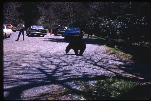 Sl22 slide 1960 bear in - slide,